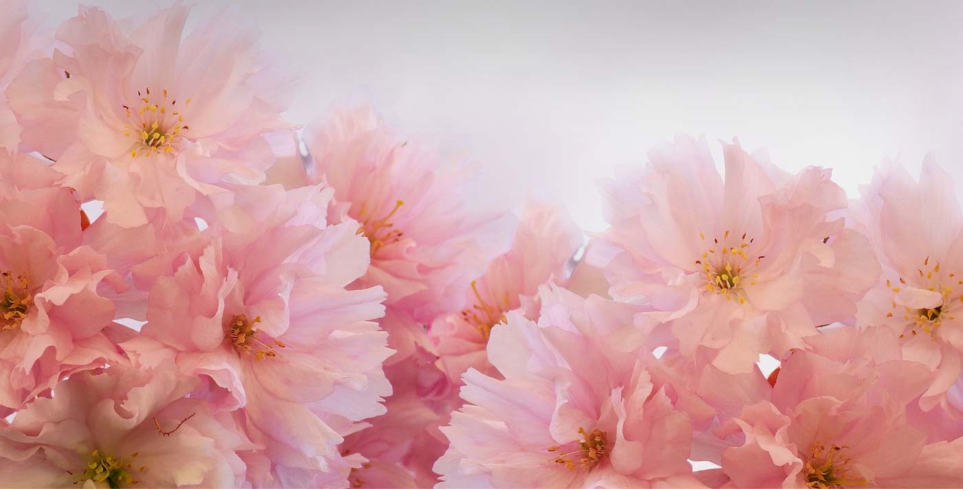 Diseño Floral Moreno